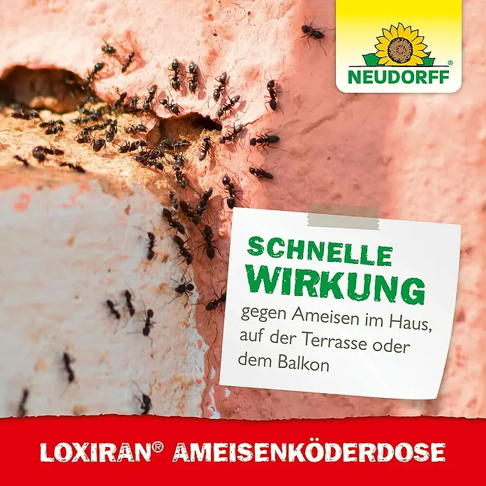 Neudorff Loxiran Ameisenköder - 2 Stk. - Loxiran Ameisenköderdose: Schnelle und effektive Bekämpfung von Ameisen im Haus, auf der Terrasse oder dem Balkon.