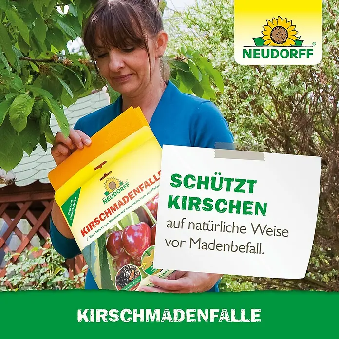 Neudorff Kirschmadenfalle - 7 Stk. - Frau präsentiert Kirschmadenfalle von Neudorff, zum Schutz von Kirschen vor Madenbefall.