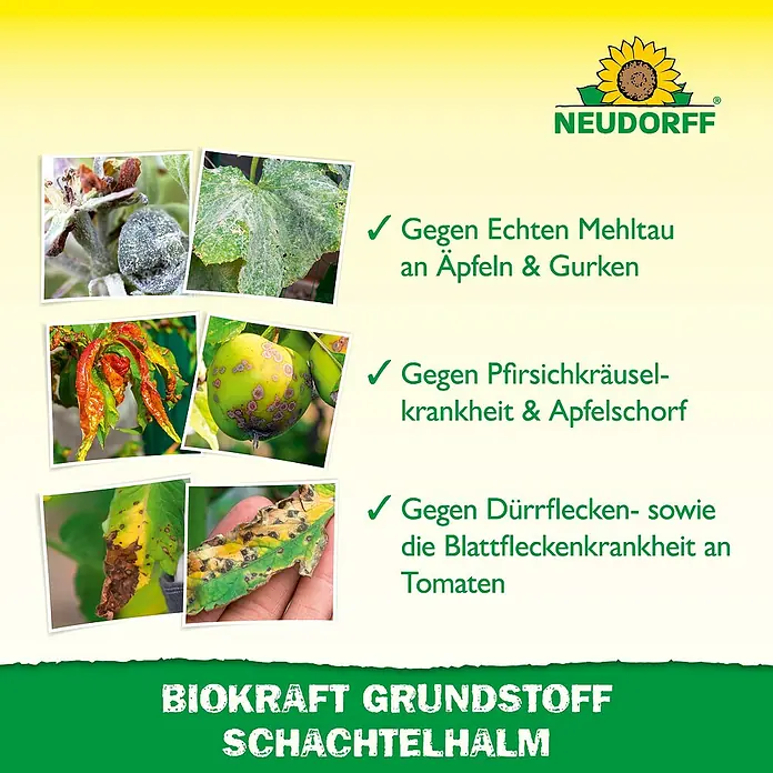 Neudorff BioKraft Grundstoff Schachtelhalm AF - 500 ml - Neudorff Biokraft Grundstoff Schachtelhalm, ein Pflanzenstärkungsmittel gegen Mehltau, Krausel- und Blattfleckenkrankheiten an Obst und Gemüse.