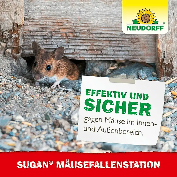 Neudorff Sugan Mausefalle FallenStation - Schlagfalle, Kunststoff - Eine Maus in natürlicher Umgebung, die Sugan Mäusefallenstation für effektive und sichere Innen- und Außenanwendung bewirbt.