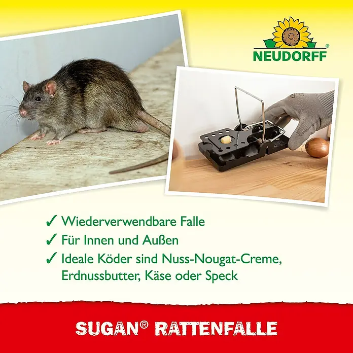 Neudorff Sugan Rattenfalle - Schlagfalle, Kunststoff - Schwarze Rattenfalle mit Käseköder wird von einer Hand neben einer Ratte aufgestellt. Wiederverwendbare Neudorff Falle für drinnen und draußen.