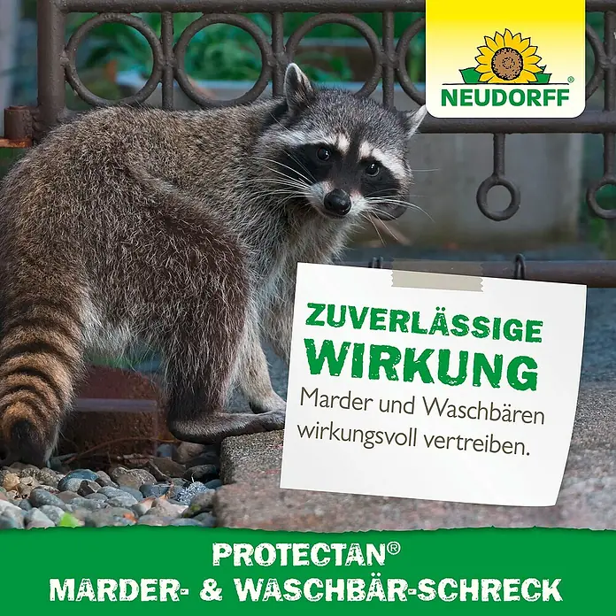 Neudorff Protectan Marder- & Waschbär-Schreck - 300 g - Produktwerbung für PROTECTAN® Marder- & Waschbär-Schreck mit einem Waschbären im Vordergrund.