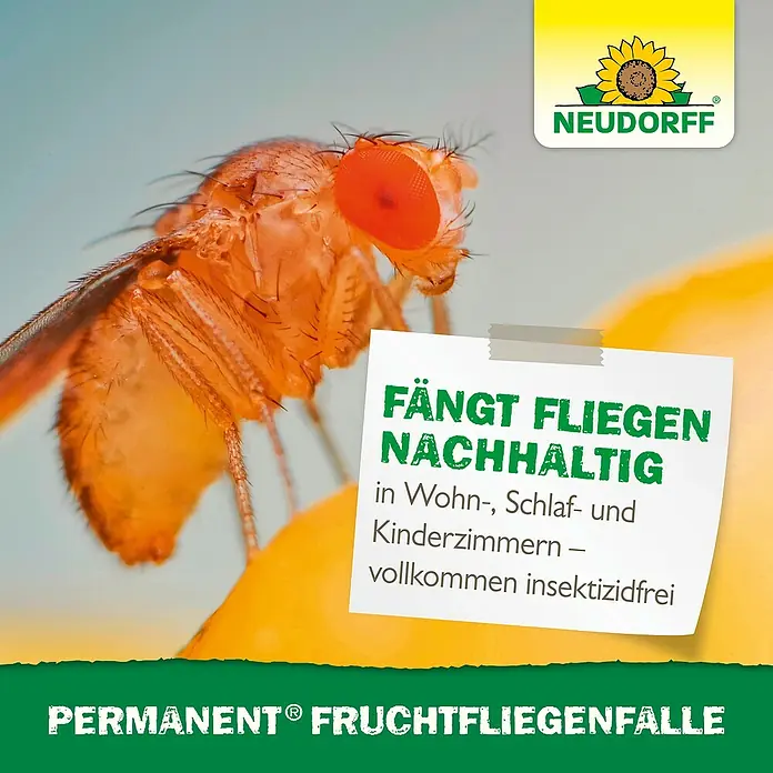 Neudorff Permanent Fruchtfliegen-Falle - 1 Stk. - Nahaufnahme einer Fruchtfliege mit Neudorff Permanent® Fruchtfliegenfalle, die Fliegen nachhaltig fängt, insektizidfrei.