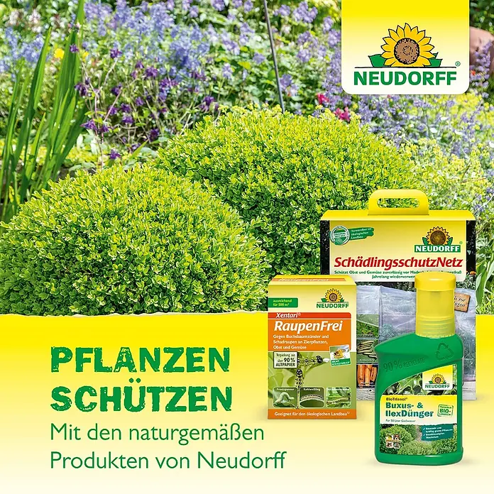 Neudorff Neudomon Buchsbaumzünsler-Falle Nachfüllpack - 2 Stk. - Produkte von Neudorff zum Pflanzenschutz: SchädlingsschutzNetz, RaupenFrei und BioTrissol Buxus- & IlexDünger für gesunde Pflanzen.