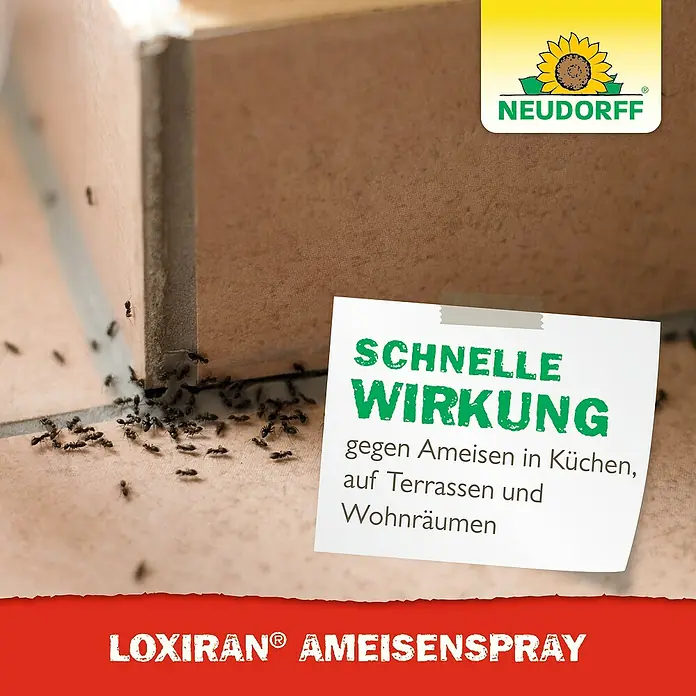 Neudorff Loxiran Ameisenspray - 500 ml - Loxiran Ameisenspray: Schnelle und effektive Bekämpfung von Ameisen in Küche, Terrasse und Wohnräumen für ein sauberes Zuhause.