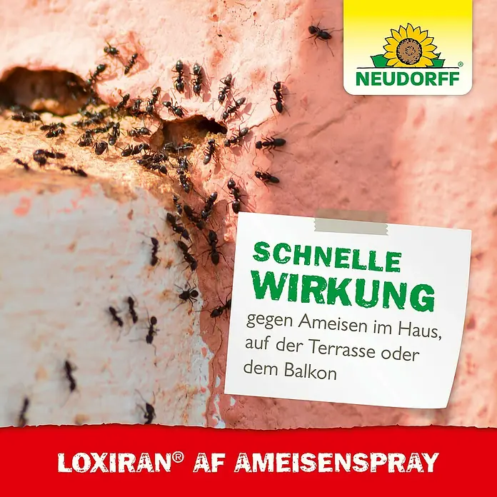 Neudorff Loxiran Ameisenspray - 750 ml - Nahaufnahme von Ameisen neben einem Aufkleber für Neudorff Loxiran AF Ameisenspray, der schnelle Wirkung verspricht.
