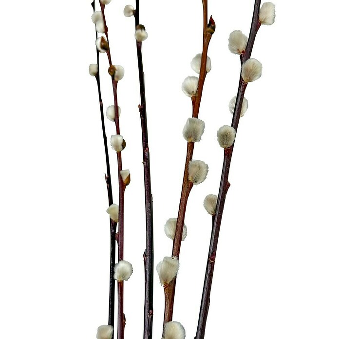 WEIDENKÄTZCHEN 60CM, CA. 8-12STIELE