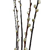 WEIDENKÄTZCHEN 60CM, CA. 8-12STIELE
