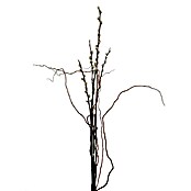 WEIDENKÄTZCHEN 80CM, M. DREHWEIDE, CA. 5-8 STIELE