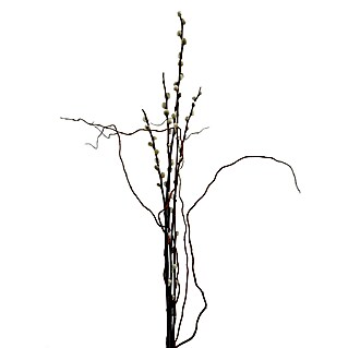 Kätzchenweide (Länge: 80 cm, Weiß,Silber, Mit Drehweide)