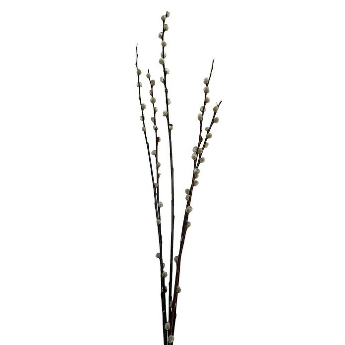 WEIDENKÄTZCHEN 60CM, CA. 8-12STIELE