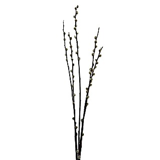 Kätzchenweide (Länge: 60 cm, Weiß,Silber, Ohne Drehweide)