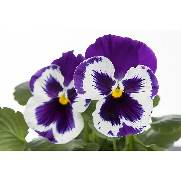 Piardino Garten-Stiefmütterchen - Viola F1, Sortenabhängig - Nahaufnahme von zwei Stiefmütterchen mit violetten und weißen Blütenblättern, die ihre zarten Details und lebhaften Farben zeigen.