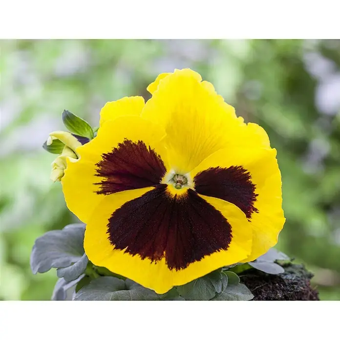 Piardino Garten-Stiefmütterchen - Viola F1, Sortenabhängig - Nahaufnahme einer gelben Stiefmütterchenblume mit einem markanten, dunklen Zentrum, die ihre Schönheit und Einzigartigkeit hervorhebt.
