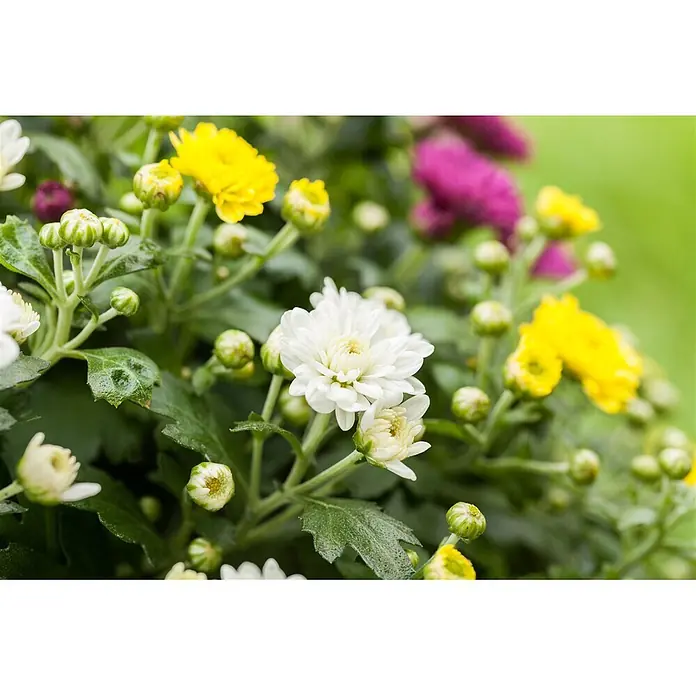 Piardino Herbst-Chrysantheme - Dendranthema multiflora Trio, Mehrfarbig - Detailaufnahme