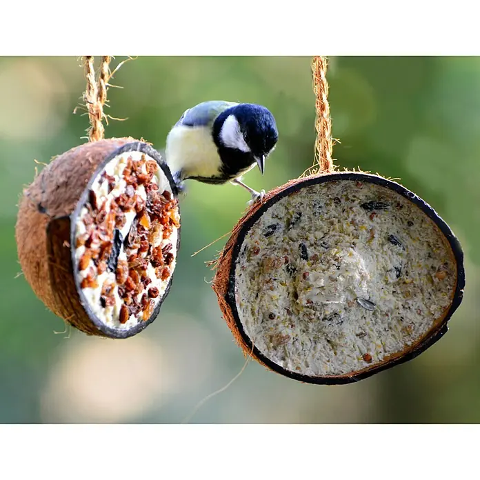 Dobar Wildvogelfutter Set - 10 Stk. - Ein Meisenknödel-Halter in Form von zwei halben Kokosnüssen, an denen eine Blaumeise pickt. Die Kokosnüsse sind mit Vogelfutter gefüllt.