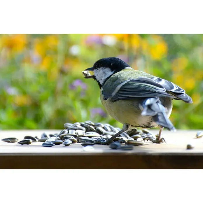 Dobar Wildvogelfutter - 20 kg, Ungeschält - Ein Kohlmeise pickt Sonnenblumenkerne von einem Holztisch, im Hintergrund verschwommene Blumen. Eine Szene der Tierfütterung in der Natur.