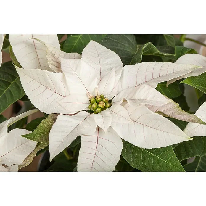 Piardino Weihnachtsstern - Euphorbia pulcherrima Princettia, Topfgröße: 12 cm, Sortenabhängig - Nahaufnahme eines weißen Weihnachtssterns mit grünen Blättern, der die zarte Eleganz und die festliche Stimmung dieser Pflanze hervorhebt.