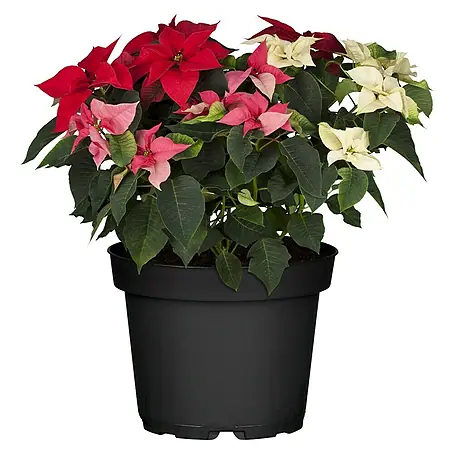 Piardino  Flor de Pascua