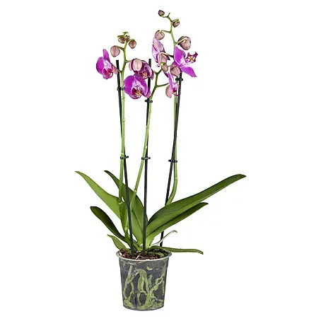 Piardino  Orquídea mariposa