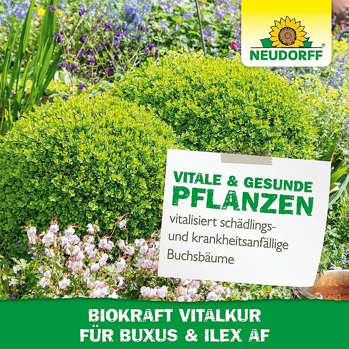 Neudorff BioKraft Vitalkur AF für Buxus & Ilex - 500 ml - Vitalisierende Biokraft Vitalkur von Neudorff für Buchs & Ilex AF: Für vitale & gesunde Pflanzen und zur Kräftigung schädlingsanfälliger Buchsbäume.
