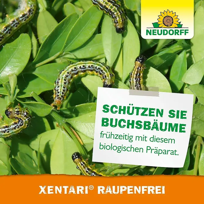 Neudorff Raupenfrei Xentari - 25 g - Das Bild zeigt den Xentari® Raupenfrei Schädlingsbekämpfer mit Raupen auf Buchsbaumblättern. Ideal zum Schutz Ihrer Pflanzen vor Raupenbefall.