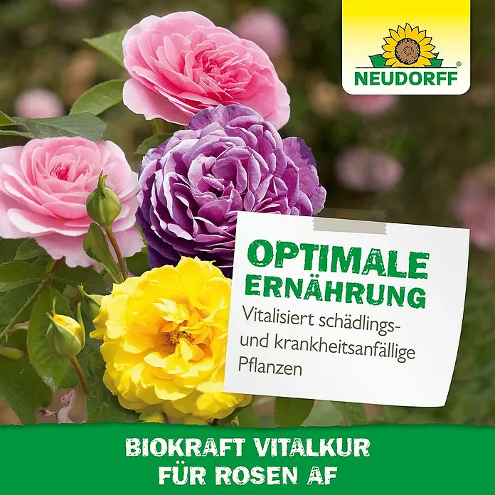 Neudorff BioKraft Vitalkur Für Rosen - 300 ml - Rosen Vital Kur von Neudorff, die Rosen optimal ernährt und sie vitaler und widerstandsfähiger gegen Krankheiten und Schädlinge macht.