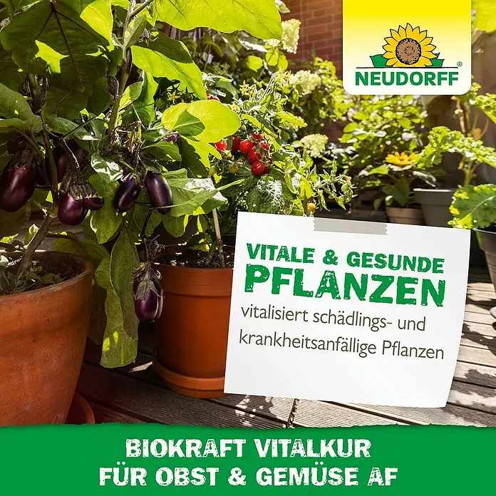 Neudorff BioKraft Vitalkur AF für Obst & Gemüse - 500 ml - Neudorff Biokraft Vitalkur für Obst & Gemüse AF: Vitalisiert Ihre Pflanzen und macht sie widerstandsfähiger gegen Krankheiten.