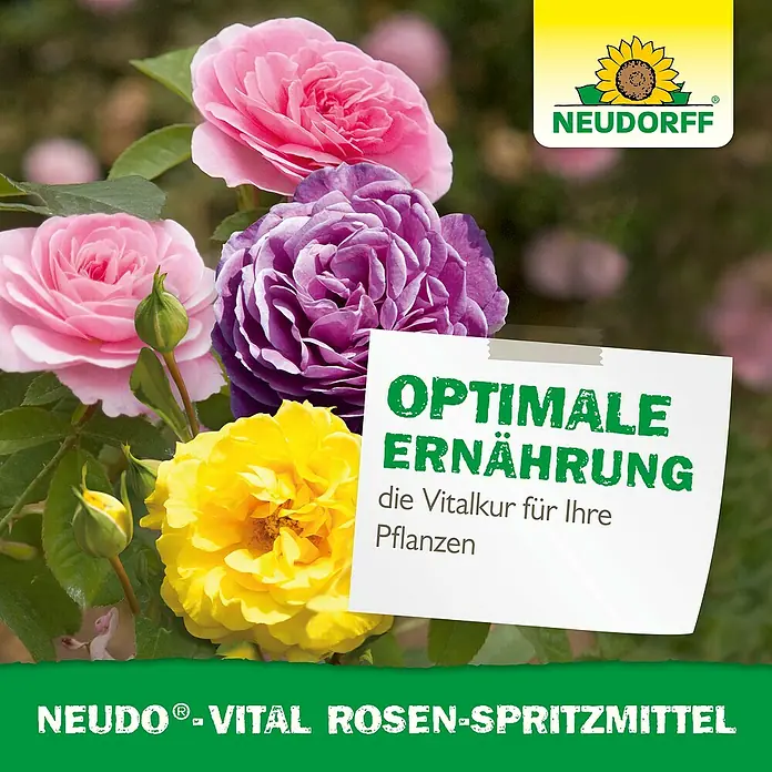 Neudorff Neudo-Vital Rosenspritzmittel - 250 ml - Blühende Rosen mit Neudorff Rosen-Spritzmittel für optimale Ernährung und vitale Pflanzen.