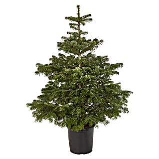 Piardino Nordmannspar in pot (125 cm - 150 cm, Potgedrukt)
