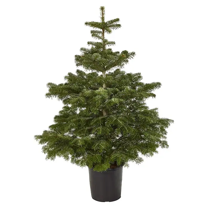 Piardino Nordmanntanne getopft - Abies nordmanniana, 60 cm - 80 cm, Topfgewachsen - Grüner künstlicher Tannenbaum im Topf, ideal für die Weihnachtszeit oder als Dekoration.