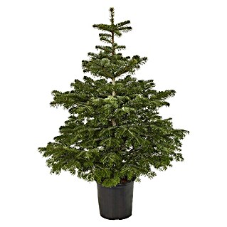Piardino Nordmann kerstboom (Actuele groeihoogte: 100 cm - 125 cm, In pot geteeld, Potmaat: 8 l)