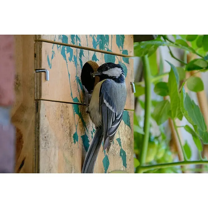 Dobar Nistkasten - 17,5 x 17 x 33 cm, Holz, Natur/Grün - Ein Vogelhäuschen aus Holz mit einem Kohlmeise, die gerade Nistmaterial in das Loch bringt. Die natürliche Holzmaserung verleiht dem Vogelhaus Charme.