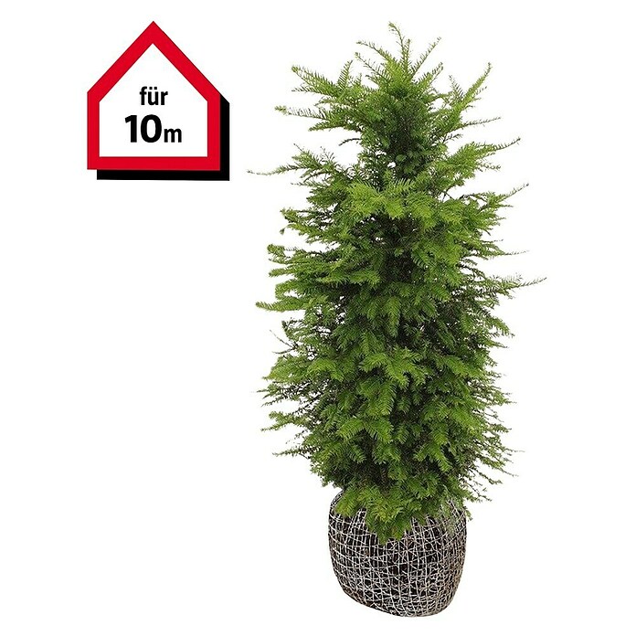 Heimische Eibe (20 Stk., 140 cm - 160 cm, Taxus baccata) | BAUHAUS