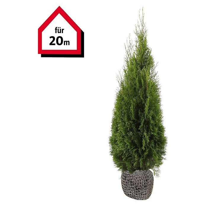 Lebensbaum (40 Stk., 140 cm - 160 cm, Thuja occidentalis 'Smaragd') | BAUHAUS