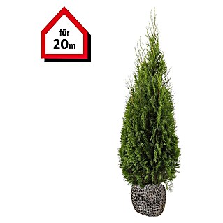 Lebensbaum (40 Stk., 140 cm - 160 cm, Thuja occidentalis 'Smaragd')