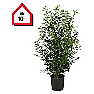 Portugiesische Lorbeerkirsche (20 Stk., Aktuelle Wuchshöhe: 125 cm - 150 cm, Prunus lusitanica 'Angustifolia')