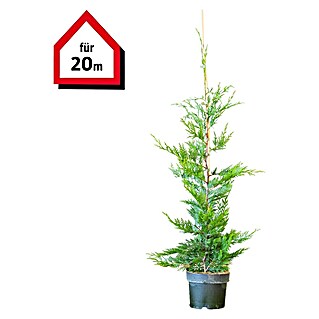 Leyland-Zypresse (60 Stk., Aktuelle Wuchshöhe: 80 cm - 100 cm, Cupressocyparis leylandii)