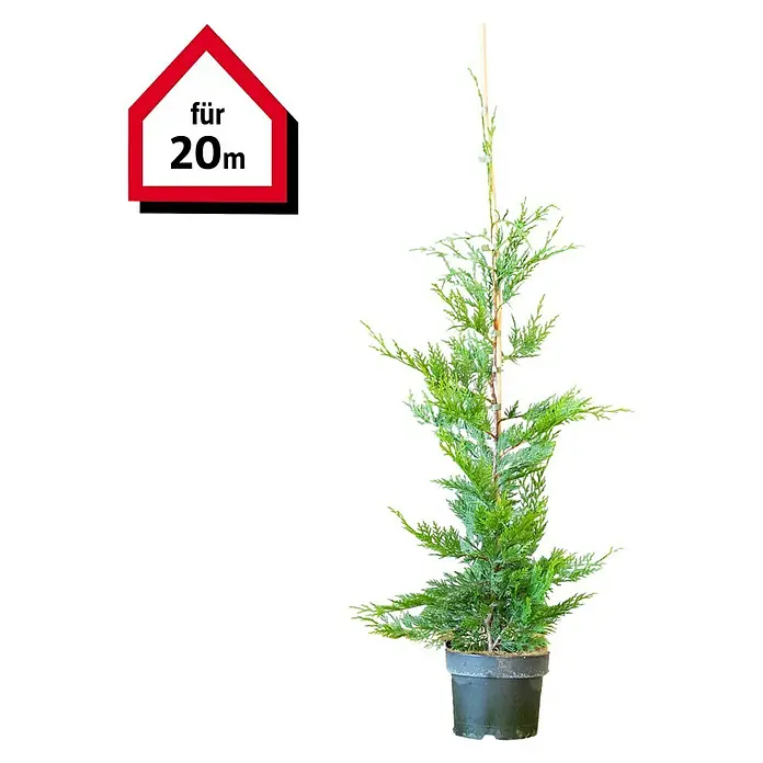 Leyland-Zypresse60 Stk., Aktuelle Wuchshöhe: 80 cm - 100 cm, Cupressocyparis leylandii