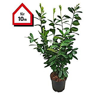 Kirschlorbeer (Prunus laurocerasus 'Novita', Aktuelle Wuchshöhe: 125 cm - 150 cm)