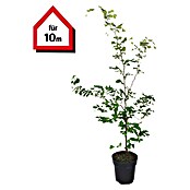 Hainbuche (30 Stk., 175 cm - 200 cm, Carpinus betulus) | BAUHAUS