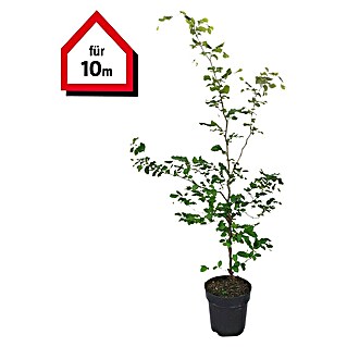 Hainbuche  (175 cm - 200 cm)