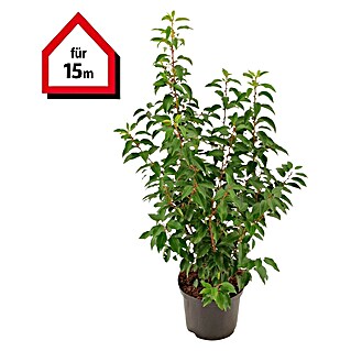 Portugiesische Lorbeerkirsche (30 Stk., 80 cm - 100 cm, Prunus lusitanica 'Angustifolia')