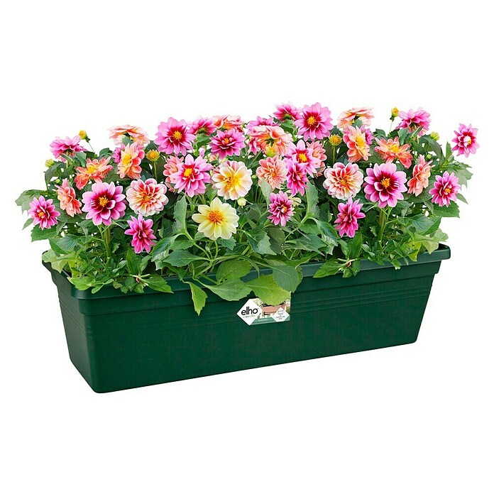 Elho Green Basics Plant-/bloembak (Kunststof, Groen, Lengte: 58 cm) | BAUHAUS