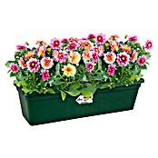 Elho Green Basics Plant-/bloembak (Kunststof, Groen, Lengte: 58 cm) | BAUHAUS