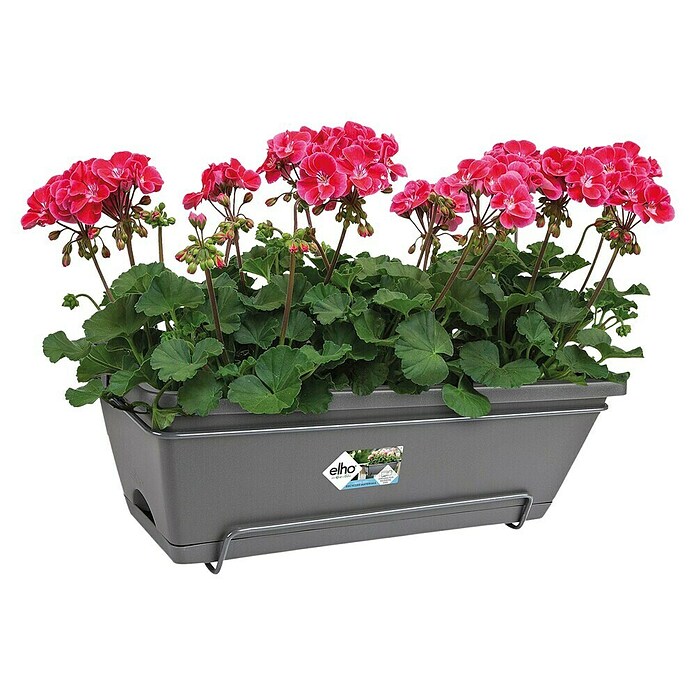Elho Barcelona Plant-/bloembak All-in-1 (50 cm, Antraciet, Kunststof) | BAUHAUS