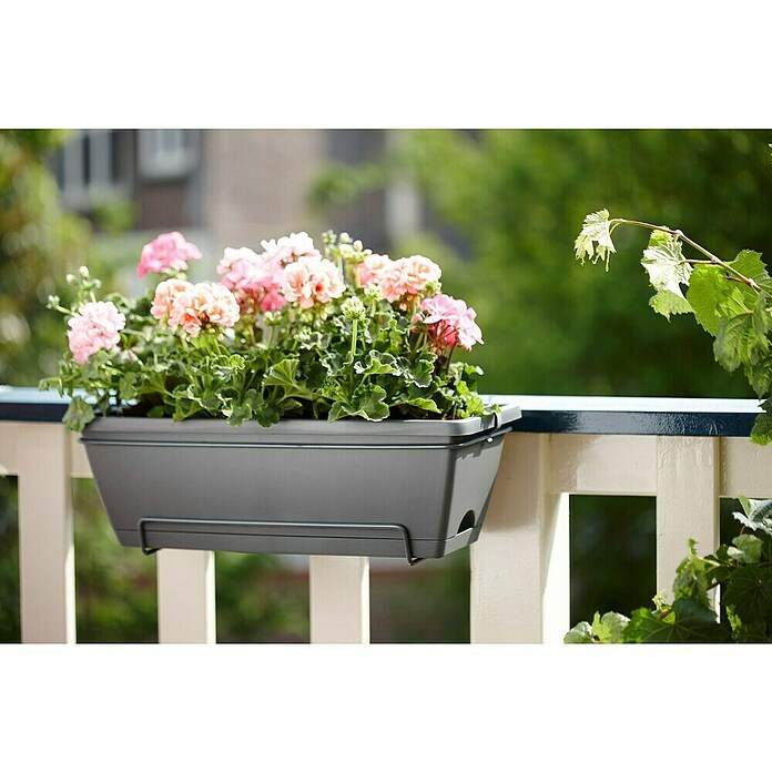 Elho Barcelona Plant-/bloembak All-in-1 (50 cm, Antraciet, Kunststof) | BAUHAUS