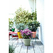 Elho Plantenpot Loft Round 20 (Kunststof, Groen) | BAUHAUS