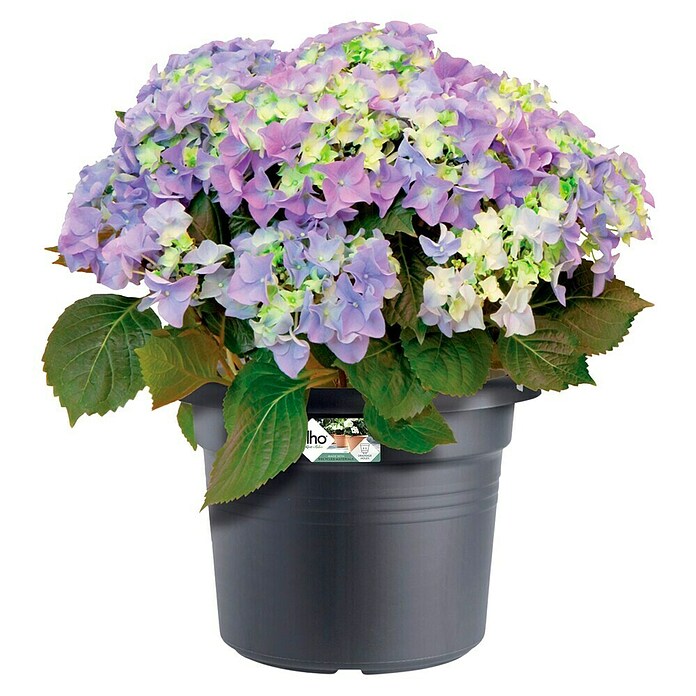 Elho Green Basics Bloempot (Ø x h: 78 x 60 cm, Zwart, Kunststof) | BAUHAUS