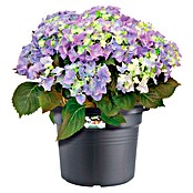 Elho Green Basics Bloempot (Ø x h: 78 x 60 cm, Zwart, Kunststof) | BAUHAUS